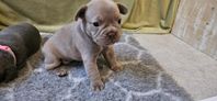 Fransk bulldogg valpar