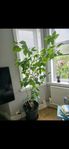 Hibiscus 2+ meter i kruka 