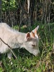 Lappgetter killingar
