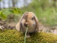 Kaninunge dvärgvädur