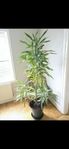 Dracaena reflexa 2+ meter 