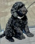 LABRADOODLE