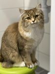 Kattis