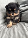 Pomeranian och tysk mittelspitz