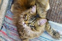 Maincoon tjej med Stamtavla redo för nya äventyr!