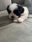 shih tzu/lhasa apsp