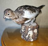 Fint gammal uppstoppad fågel RIPA, taxidermi.