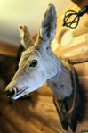 Gammal UPPSTOPPAT RÅDJURSHUVUD, på träsockel taxidermi