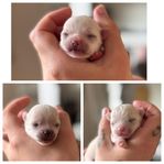 Långhåriga chihuahua-valpar 