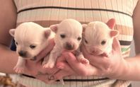Långhåriga chihuahua-valpar 