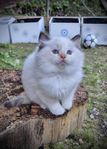 Ragdoll kattunge med härlig färg