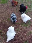 ägg