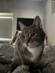 Ute katt som söker nytt hem