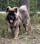Trevlig hund säljes 