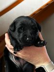 hundvalpar Labrador