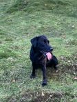 hundvalpar Labrador