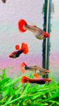Guppy  från min odling 