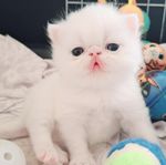 Underbara Perser Exotic kattungar 