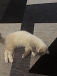 kattunge ragdoll