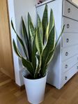 Stor blomma (svärmorstunga)