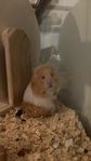 guldhamster, hane