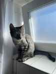 två katter och tillbehör 