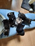 Kattungar