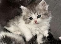 ragdoll/sibirisk kattunge hona