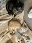 Kattungar