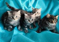 Silverfärgade renrasiga sibiriska kattungar med stamtavlan