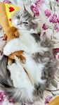 ras blandad  katt rag doll o norsk skogskatt 