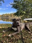 American Bully XXL