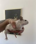 Degus ca 7 mån 