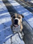 American bully xl