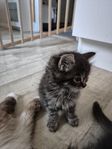 kattunge hane