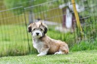 Bichon Havanais med Skk stamtavla