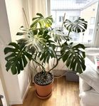 Monstera Deliciosa 