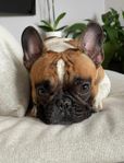 3,5 år Fransk Bulldog