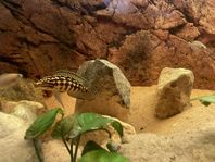 Julidochromis Marlieri & ”Multisar” till salu