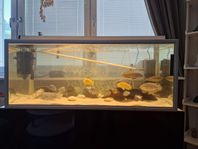 280liter inkl tillbehör samt 15 Malawi Ciklider.