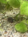 Ramshorn och Malaysian trumpet snails