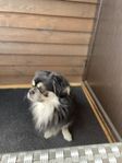5 årig kille AKUT!