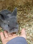 Kaninungar (dvärgvädur/lejonhuvad)