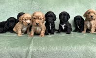 Cocker spaniel Valpar