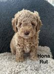 Springerdoodle hund valp med mycket pudel