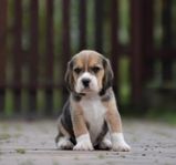 Beagle Valpar Renrasiga Tri-färgade 