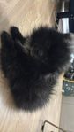 pomeranian hane
