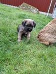 Borderterriervalpar