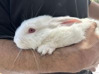 söta,fluffiga kaniner