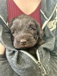 Valpar Australian Labradoodle
